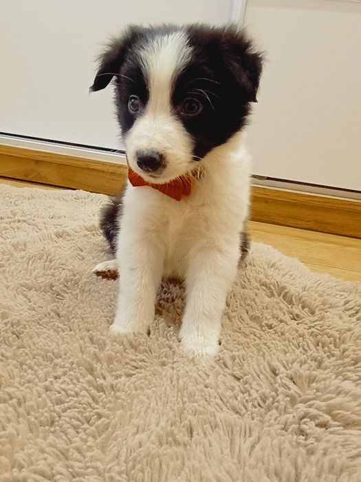 Border Collie szczeniak