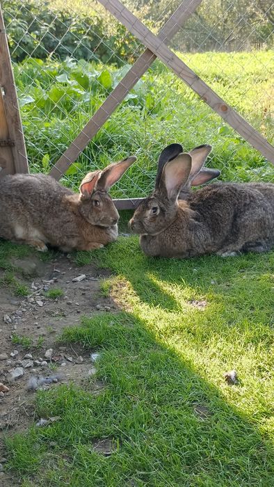 Бельгійці,кролі,самички