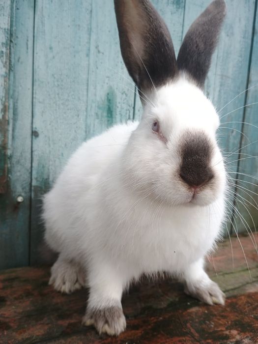 Продаються кролі