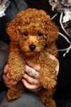 Caniche toy red Braun