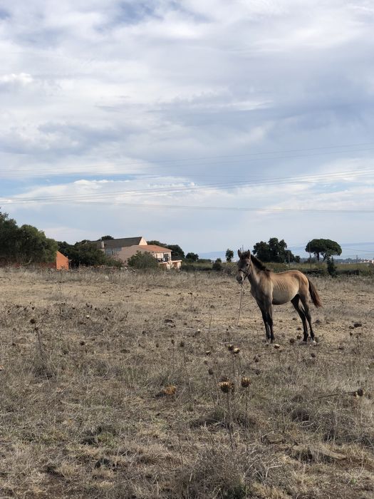 Cavalo lusitanos puro