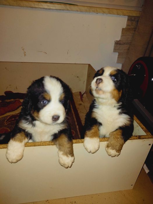 Sprzedam Psa berneńczyka