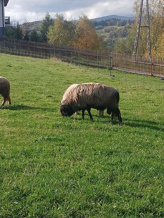 Sprzedam barana 1.5 roku