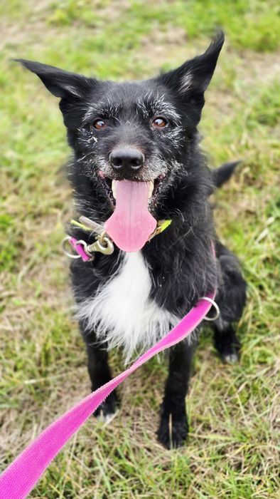 Bardzo energiczny Batman