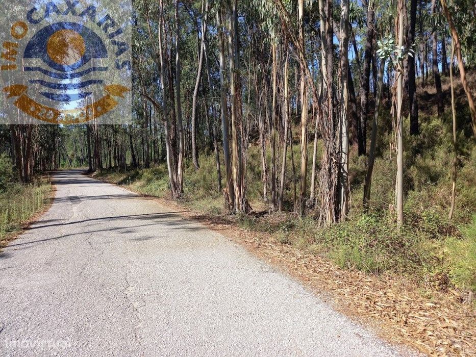 Terreno com pinhal e eucaliptos!