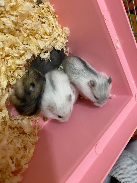 Отдам комяков маленьких