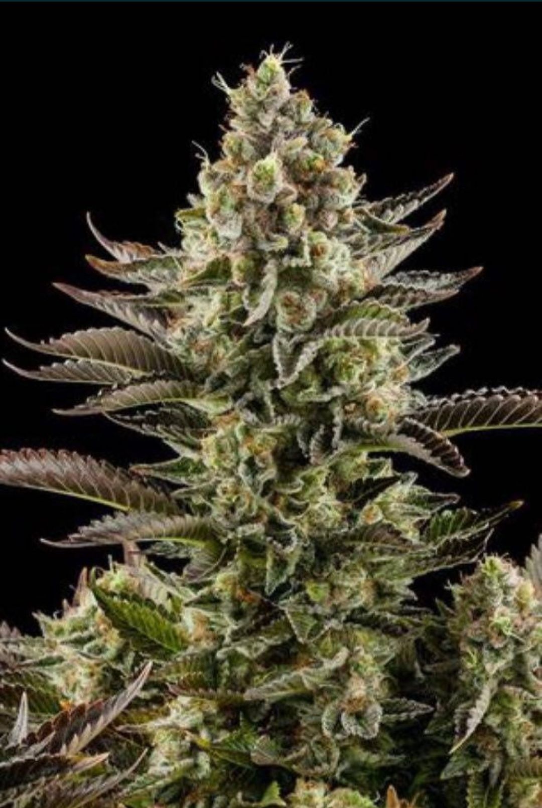 30 szt ‼️Automatyczne Feminizowane Nasiona marihuany Purple Haze THC