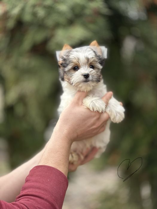 Бивер йорк хлопчик зайчик є і дівчатка