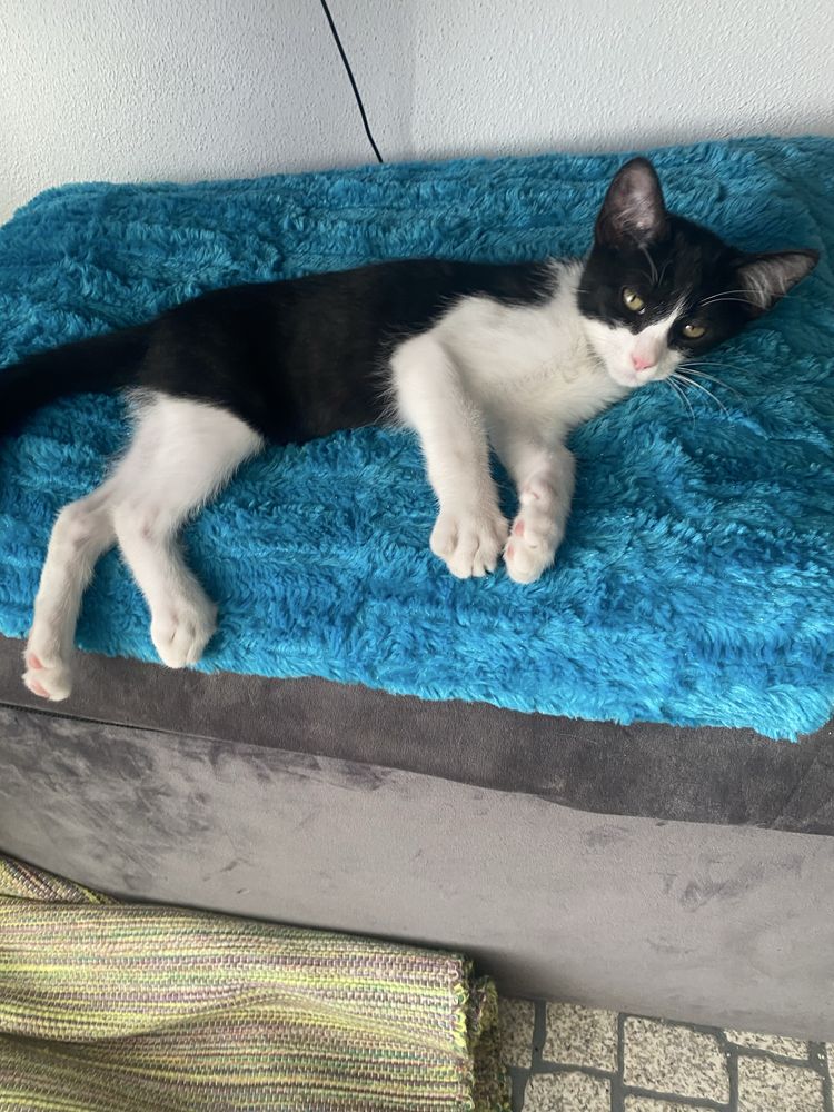 Gato bebé para adoção