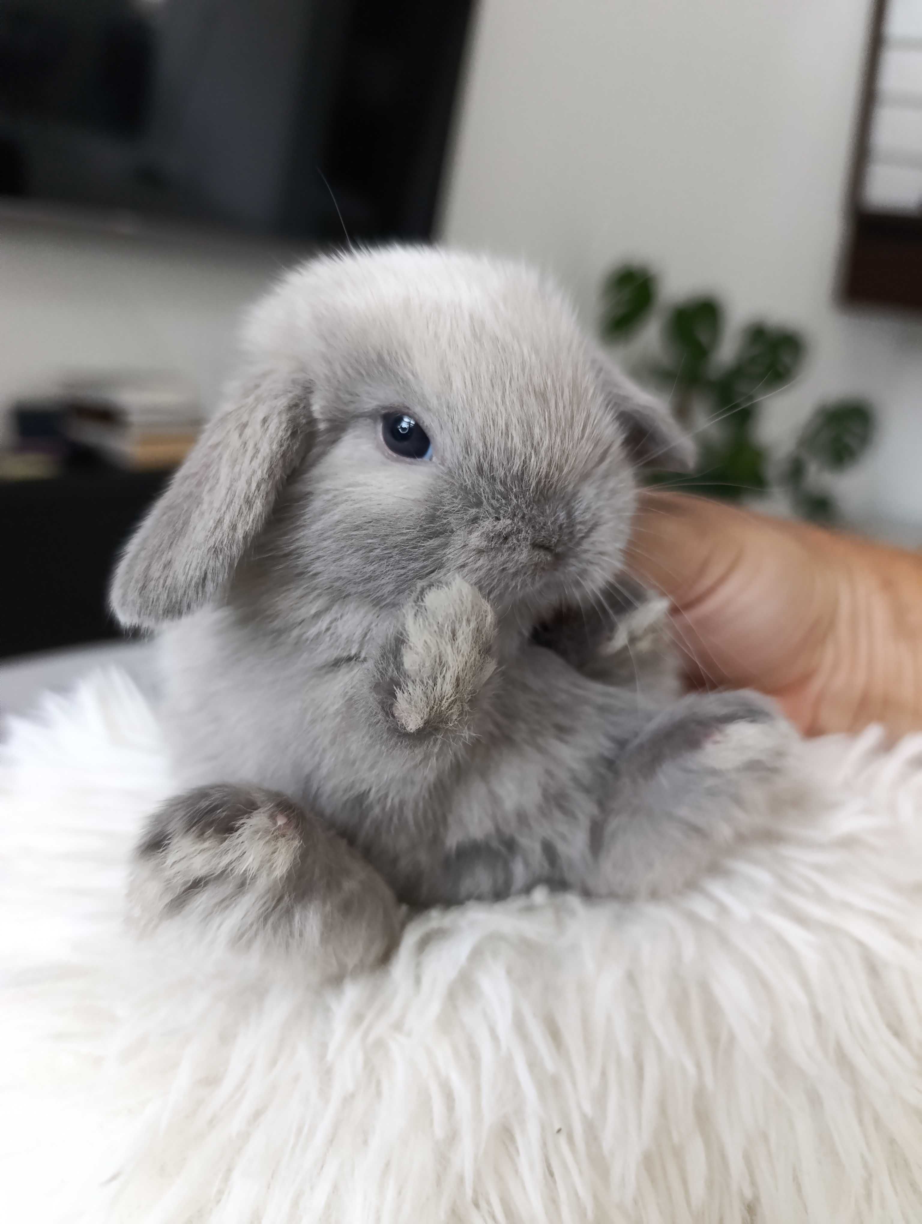Mini lop karzełek Teddy hodowla zarejestrowana