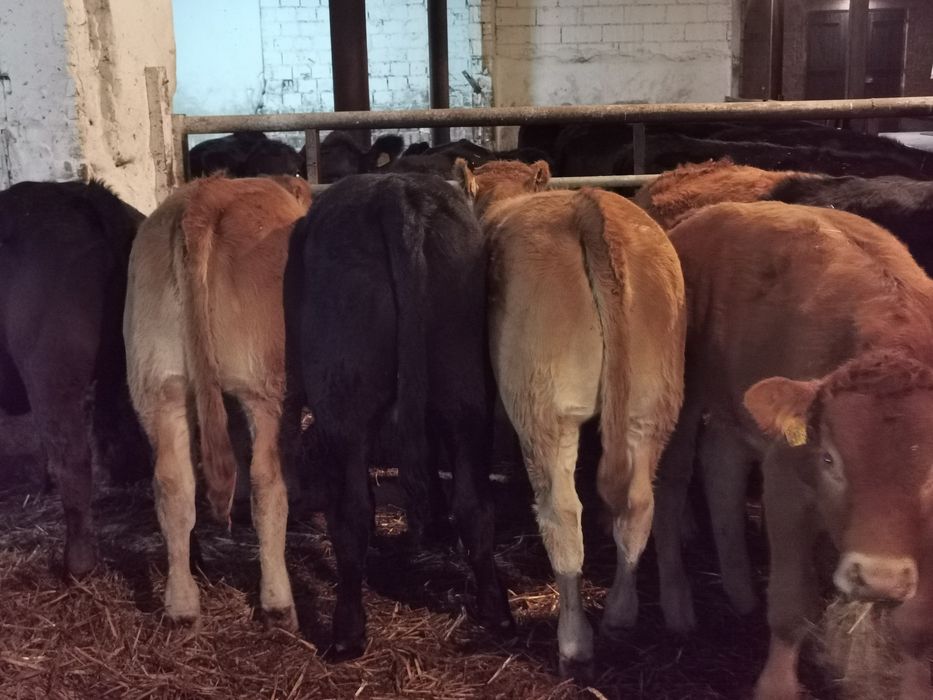 Byczki jalowki odsadki mięsne startery