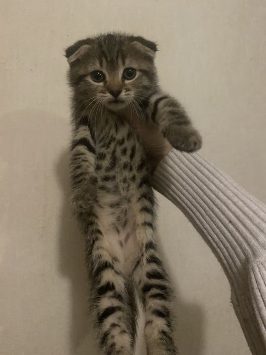 Радость в дом к деткам