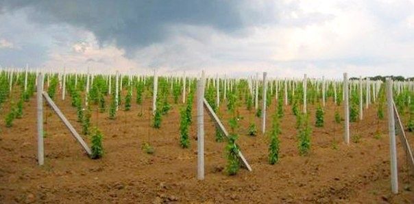 ЕВРОЗАБОР от производителя