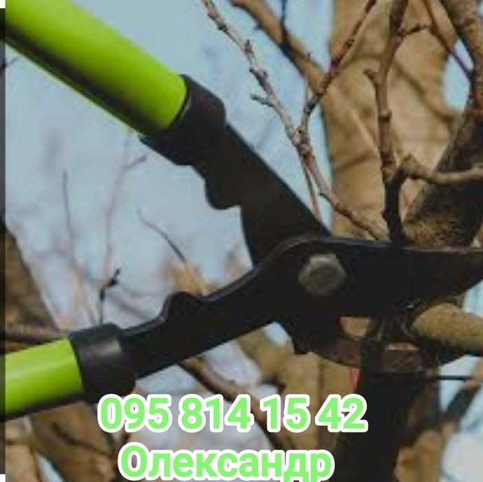 Записуємось завчасно на професійну обрізку дерев, обробка від шкідника