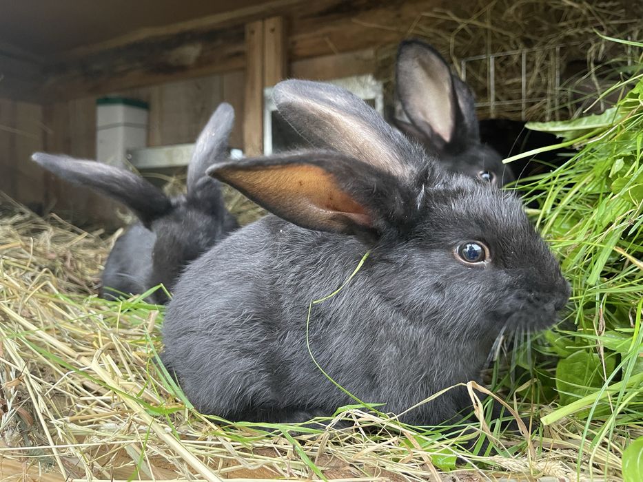 Królik Króliki króliczki hodowlane