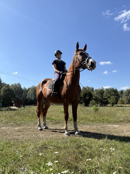 Dzierżawa 6 letniej klaczy