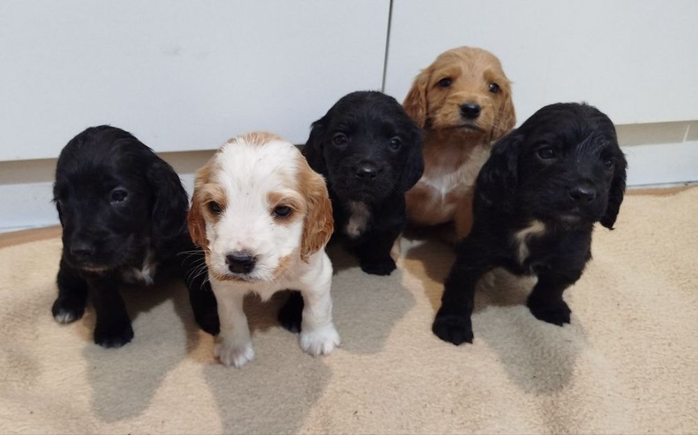 Цуценята спаніеля