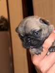 Bulldog frances Lop