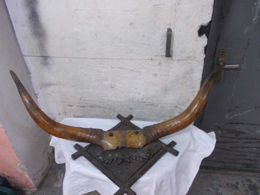 Zabytkowe bawole rogi 115 cm.