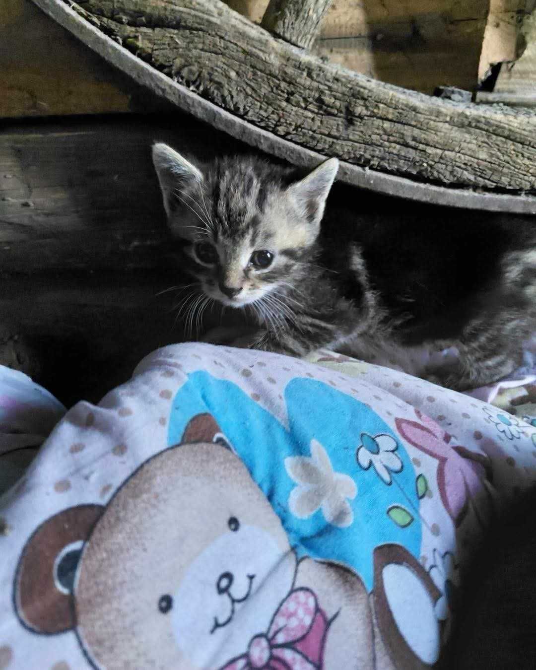 Kotki małe do adopcji.