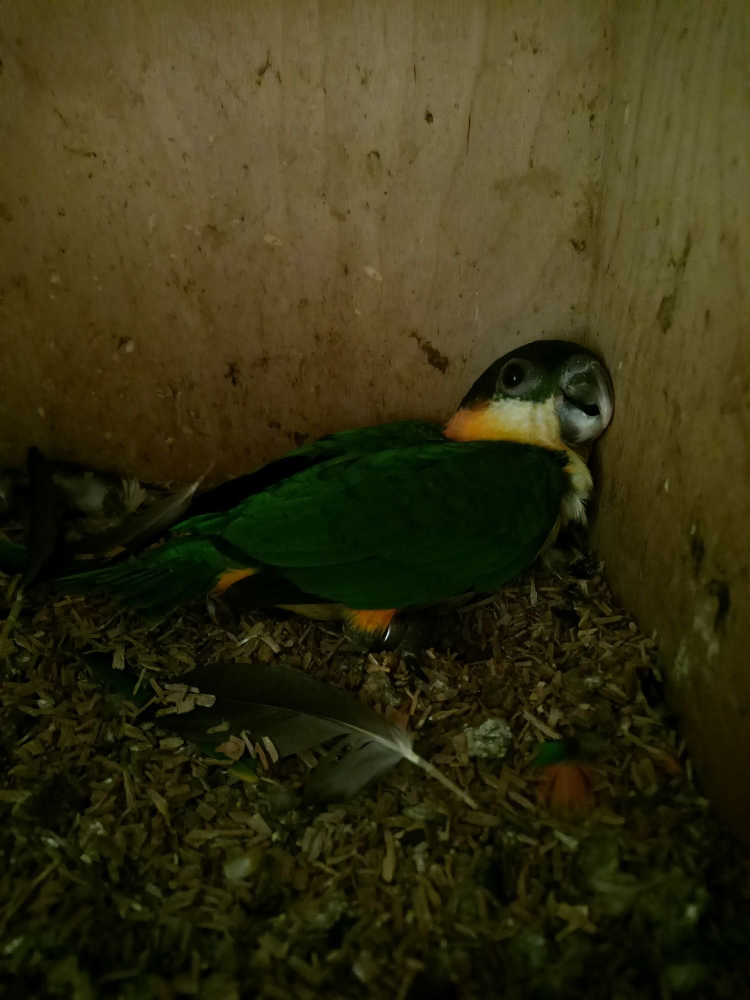 Marianinhas cabeça preta e laranja