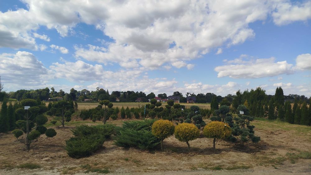 Bonsai, Niwaki Cyprysik groszkowy Boulevard