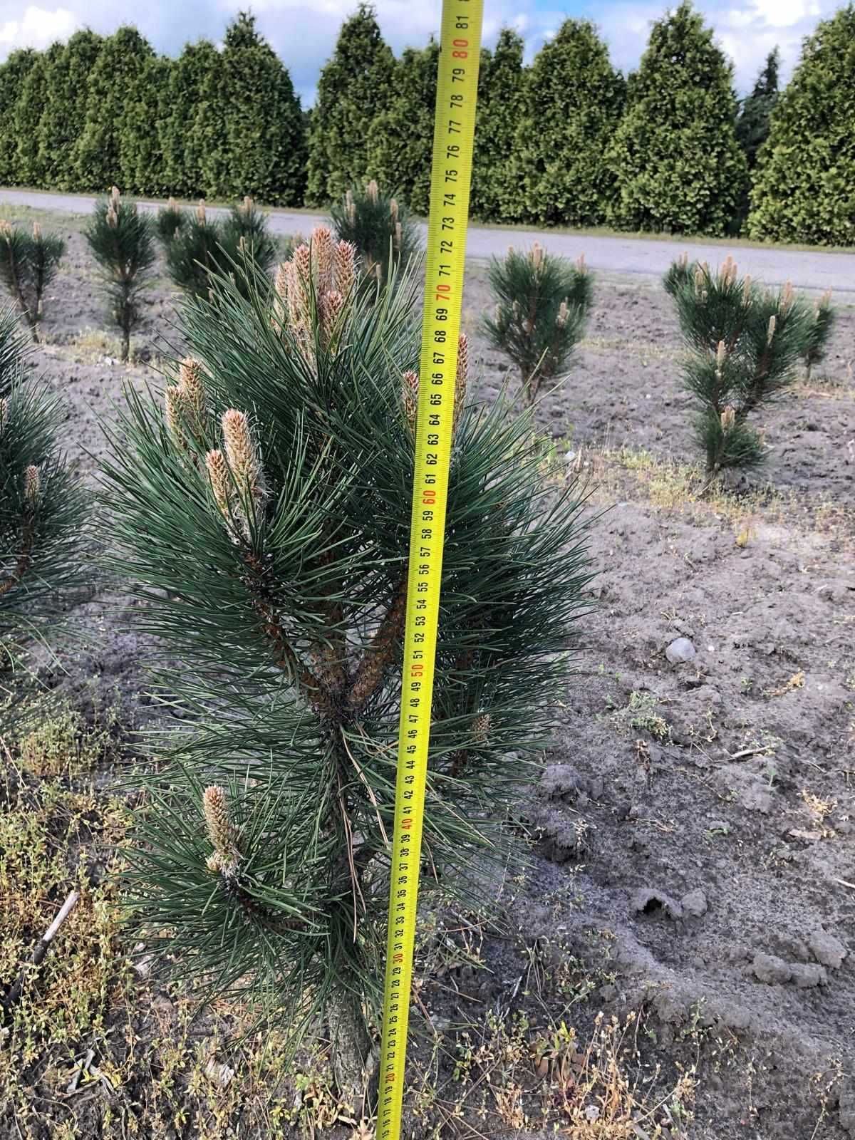 Sosna czarna Pinus nigra Green Rocket 70cm