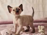 Kociak Devon Rex - POINT