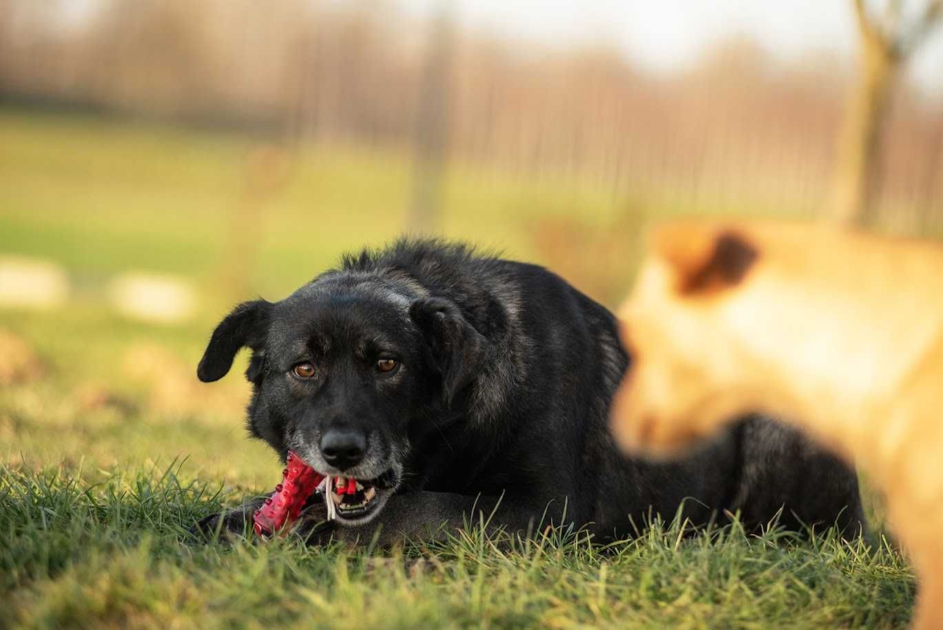 Tobi - kochany wierny niewymagający psiak. Schronisko Tarnobrzeg