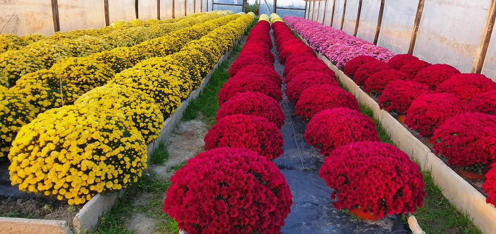 Chryzantemy cięte Cremist i doniczkowe drobnokwiatowe!!!