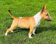 Bulterier miniaturowy Miniature Bull Terrier