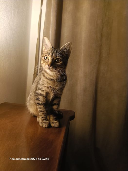 Gatinho para adoção