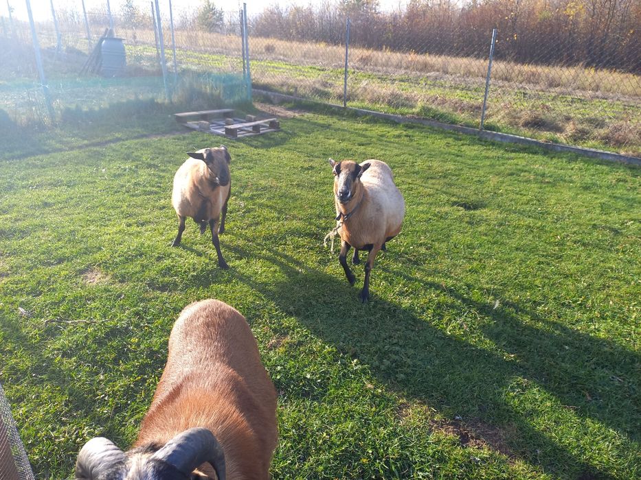 Owca kameruńska 300