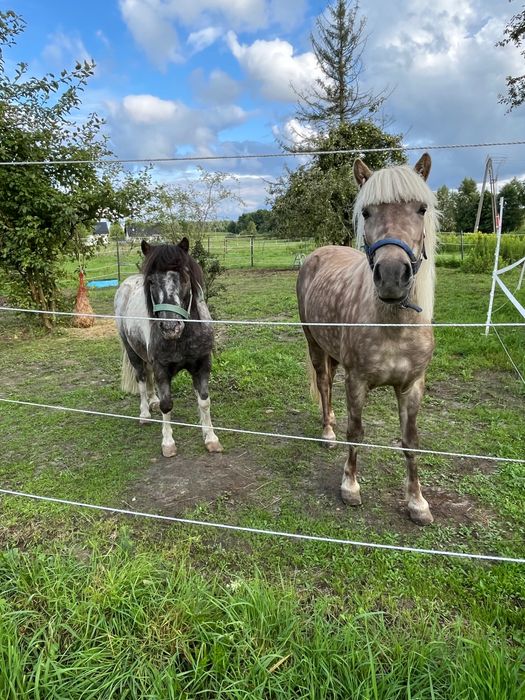 Na sprzedaż dwa urocze kucyki