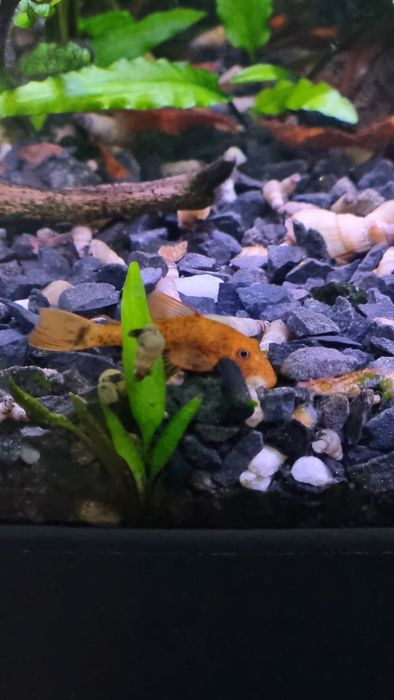 Zbrojnik glonojad super red