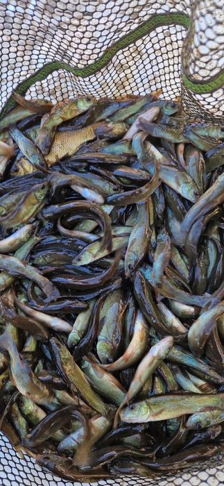 Narybek lin inne Szczupak Sandacz Amur Karp Tołpyga Jesiotr Karaś