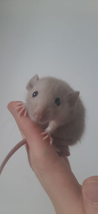 Крысы|Щури|Крысята|Щурики Дамбо и Стандарт