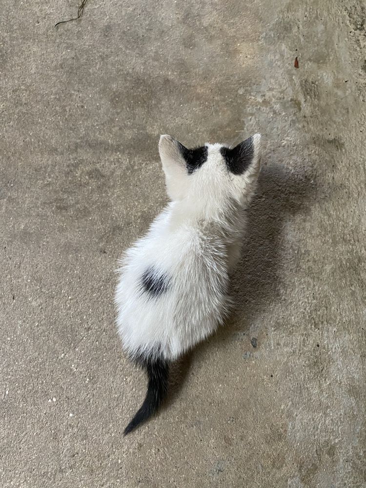 gato para adoção