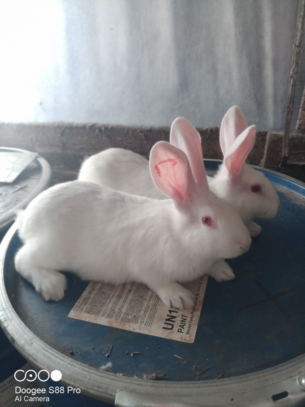 Кролики породи Термонська біла