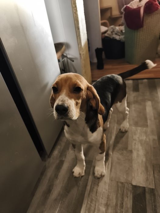 Filhote Beagle fêmea