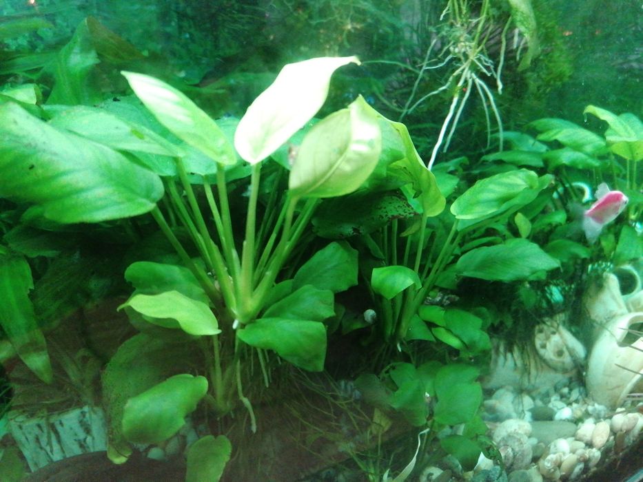 Анубиас нана. Продажа. Обмен.