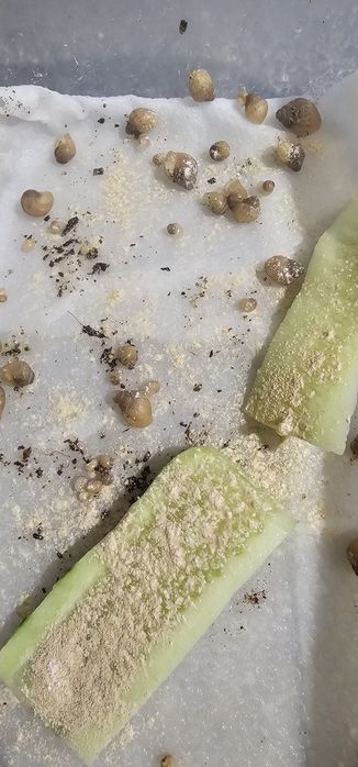 Oddam ślimaki afrykańskie