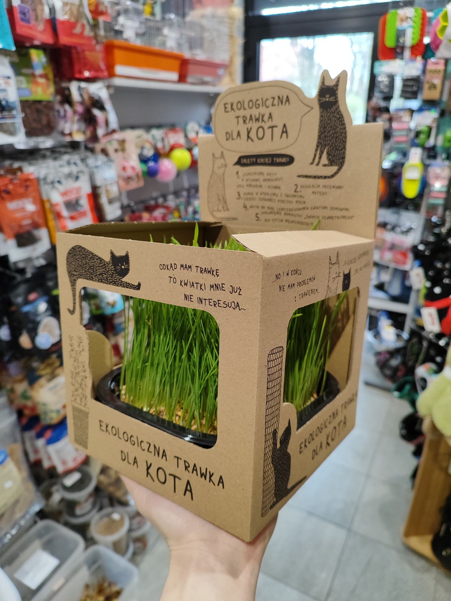 Ekologiczna trawka dla kota kocia trawka