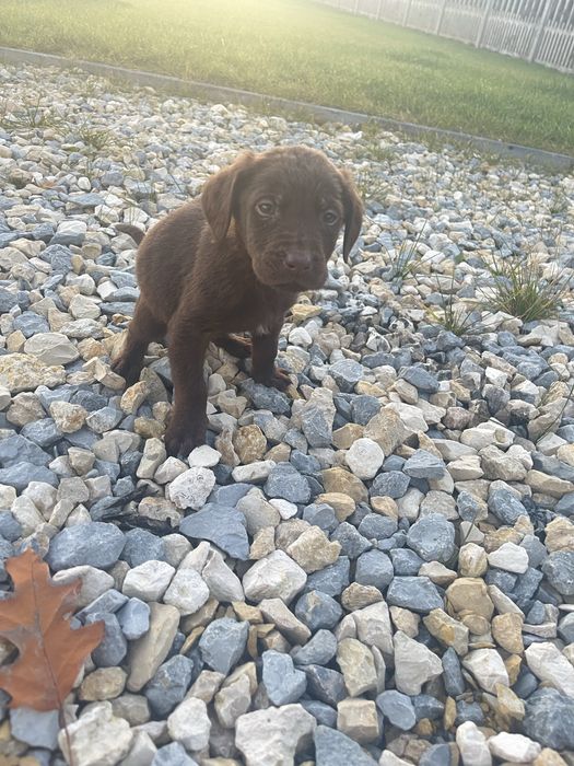 Piesek Labrador czekoladowy