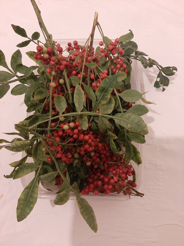 Sementes de pimenta rosa