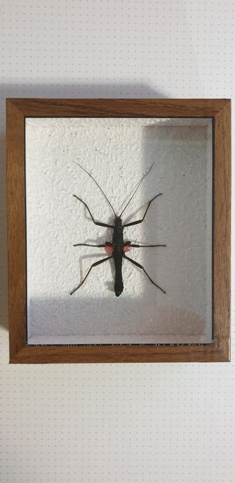 Палочник перуанський.