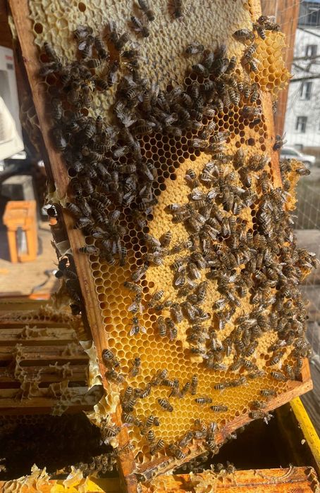 Pszczoły ule rodziny odkłady