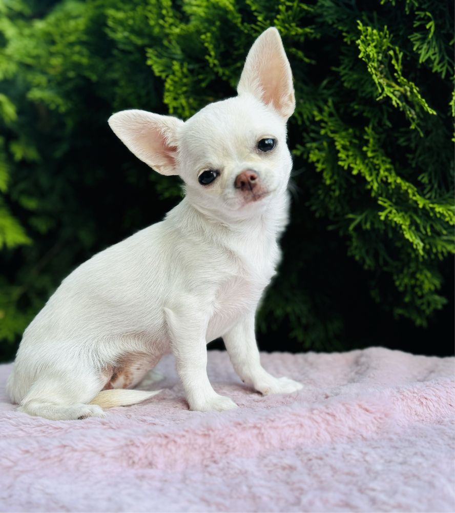 Piękna sunia FCI chihuahua krotkowlosa kremowa cream