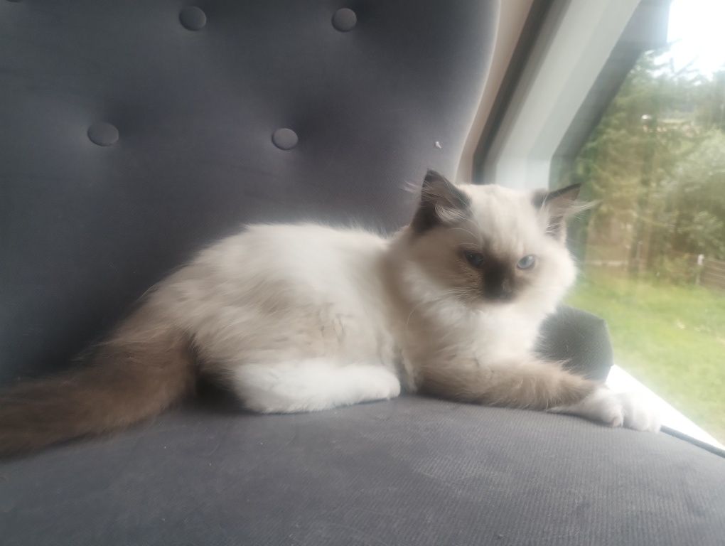 Kotka RAGDOLL z rodowodem FPL