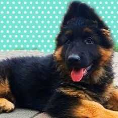 Owczarek niemiecki długowłosy przepiękny szczeniak